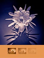 Night Blooming Cereus by Vallarie Enriquez